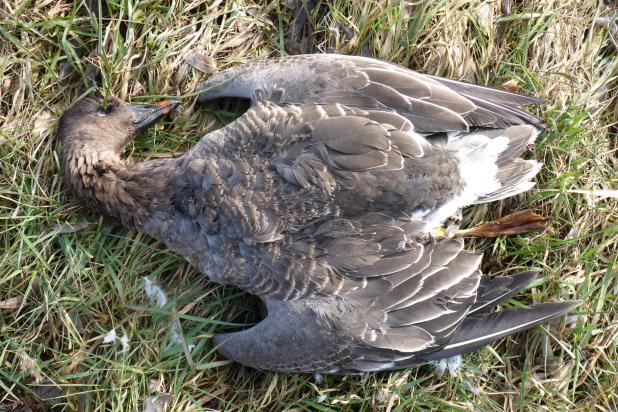 Toendrarietgans