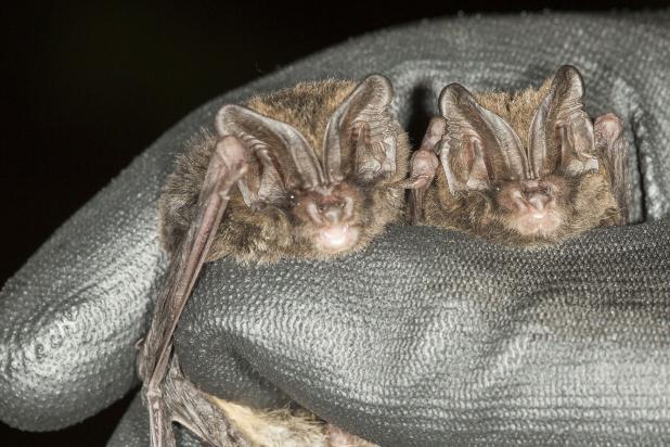 Mopsvleermuizen in de hand