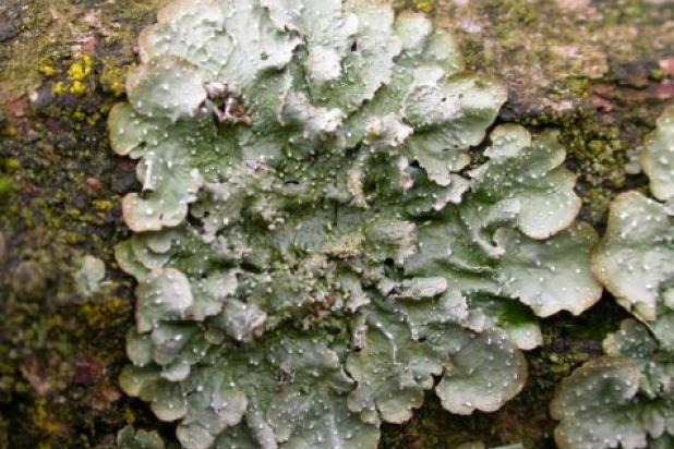 Gelobd stippelschildmos (Punctelia reddenda)