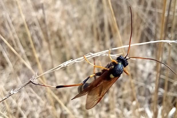Gravenhorstia picta