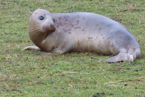 Grijze zeehond