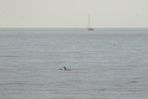 Groenlandse walvis voor de kust