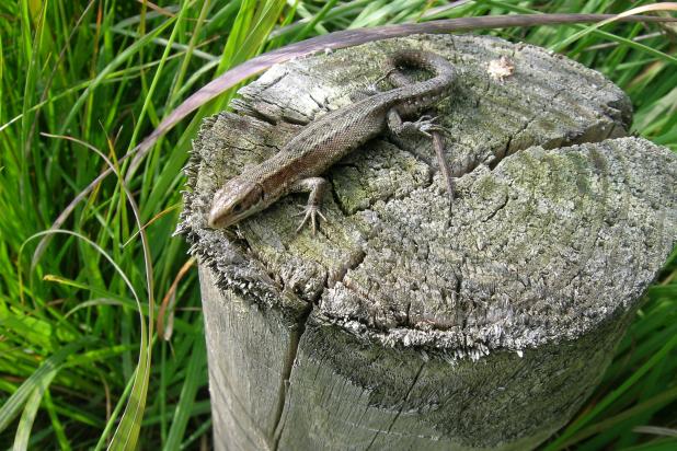 Levendbarende hagedis in Gulke Putten