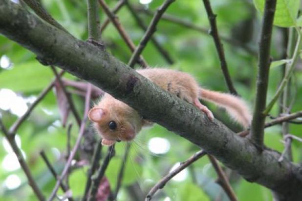 Hazelmuis