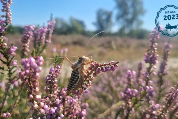 Zadelsprinkhaan op struikhei