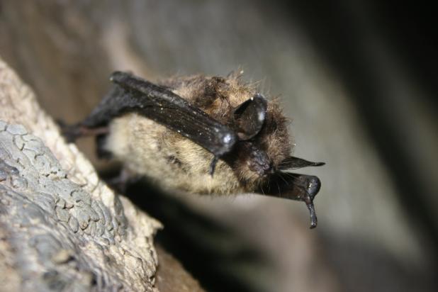 Kleine bruine vleermuis