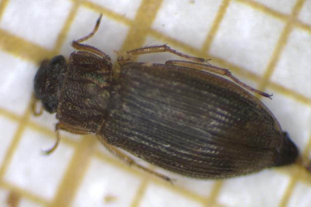 Helophorus fulgidicollis