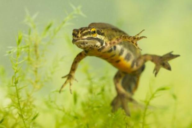 Salamander