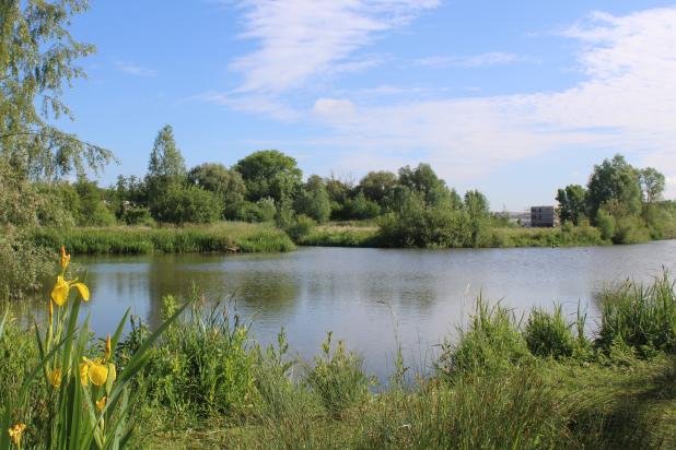 Paddenbroek grote vijver