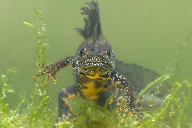 Kamsalamander - Hugo Willocx