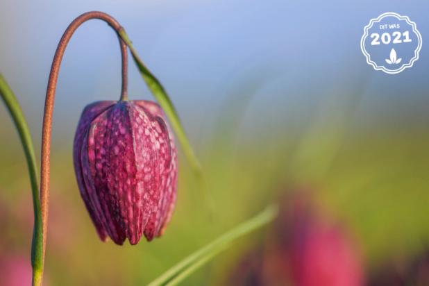 Kievitsbloem
