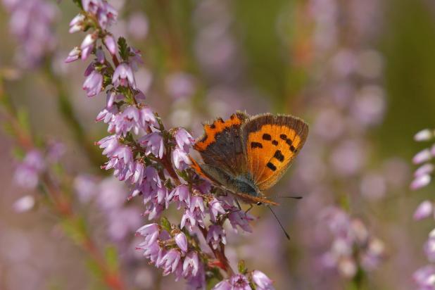 kleine vuurvlinder op struikheide