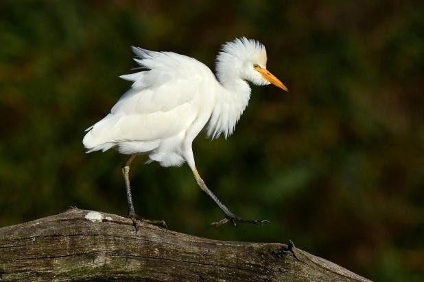 Koereiger