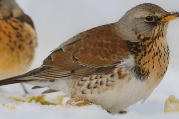 Kramsvogel