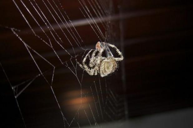 Kruisspinnen (Araneus diadematus)