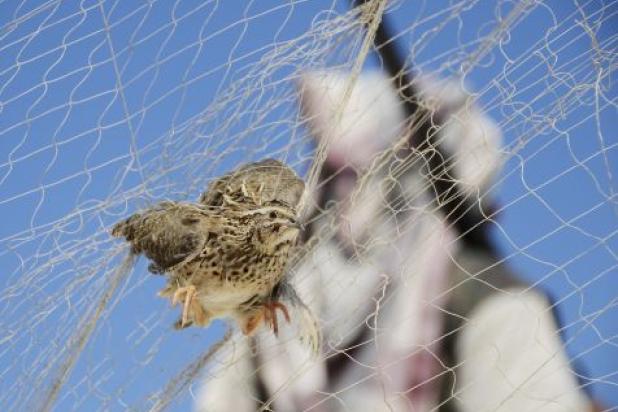Vogelvangst