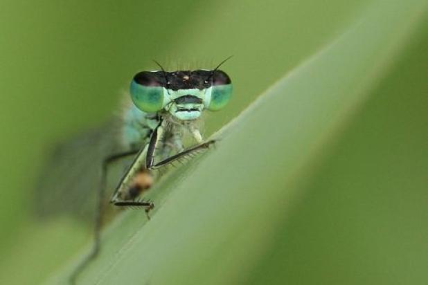 pesticiden