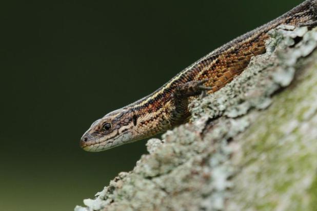 Levendbarende hagedis