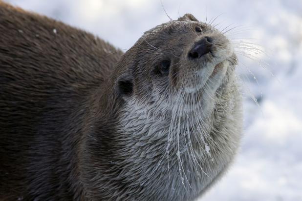Otter