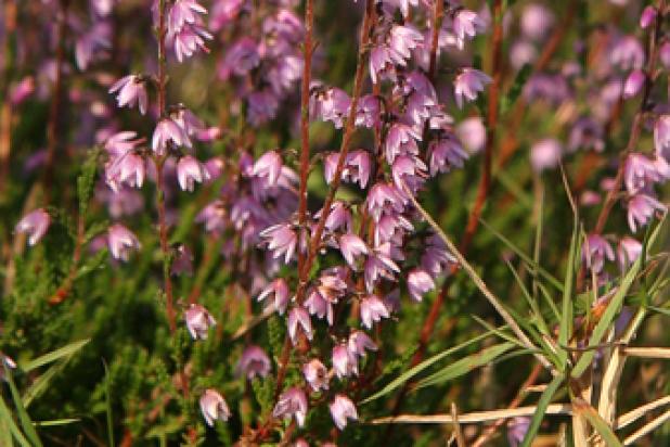 Struikheide