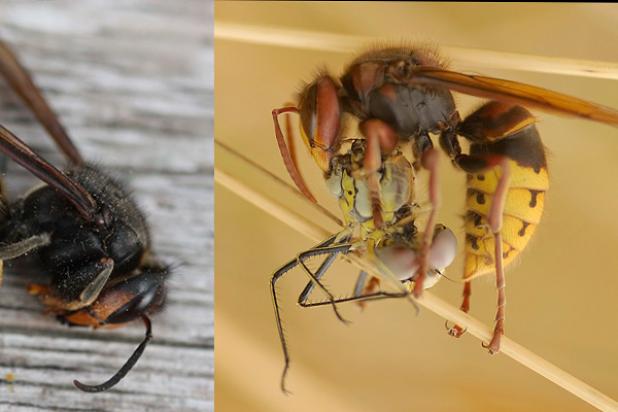 Links: Aziatische hoornaar (foto: Roger De Vos), rechts: Europese hoornaar (foto: Dominique Duyck).