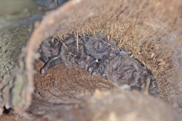 Mopsvleermuizen onder boomschors