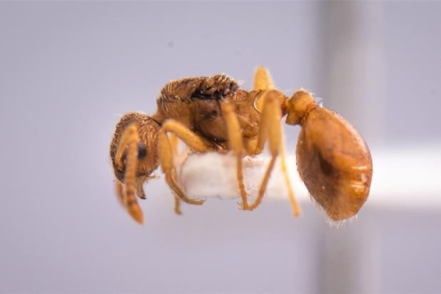 Kraaggaststeekmier