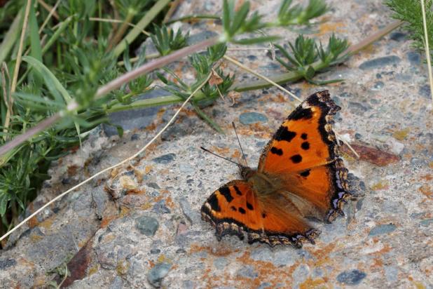 Oostelijke Vos (foto: Pieter Vantieghem)