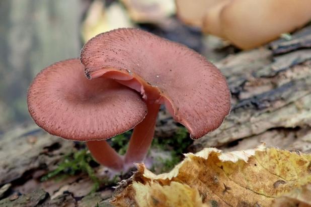 Arrhenia discorosea