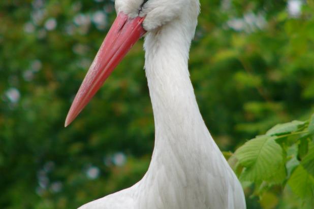 Ooievaar