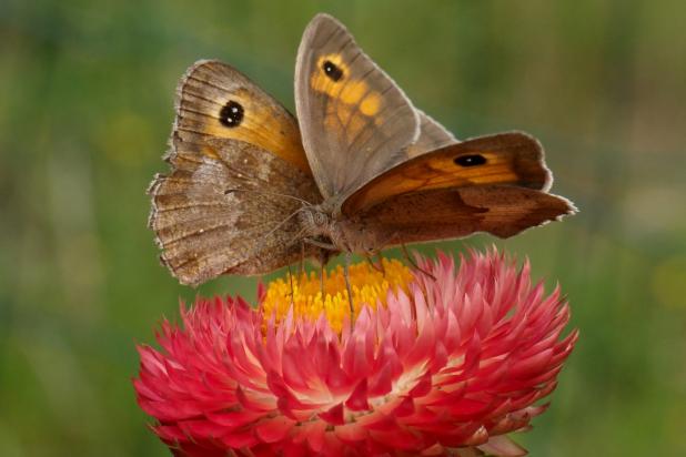 Oranje & bruin zandoogje