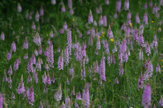 Grasland met orchideeën
