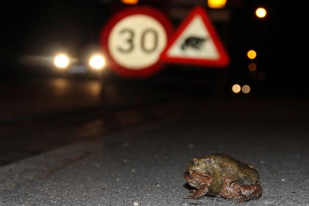 Natuurpunt vraagt automobilisten snelheid te minderen en op te letten voor overstekende amfibieën 