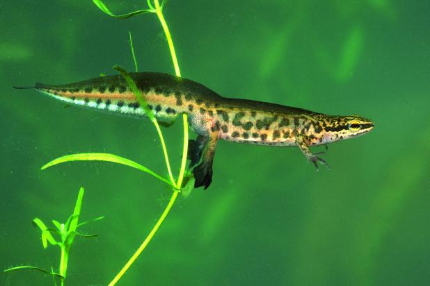 Vinpootsalamander