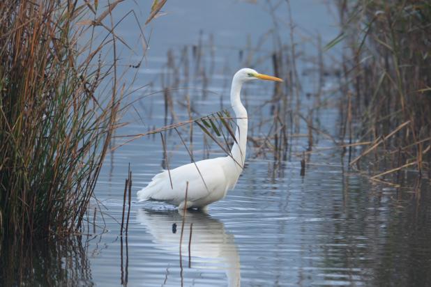 Grote zilverrreiger