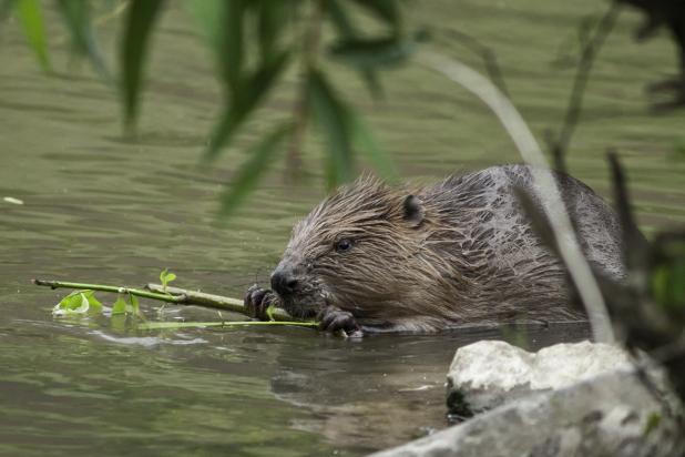 bever