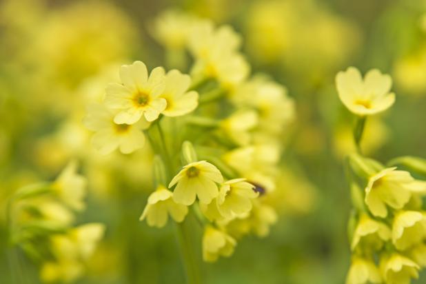 Slanke sleutelbloem