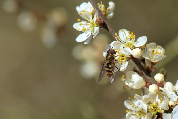 Help het Essersbos te redden