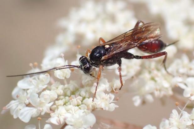 De sluipwesp Cryptus tuberculatus