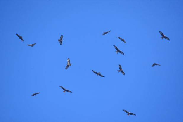 roofvogelfestival op komst?