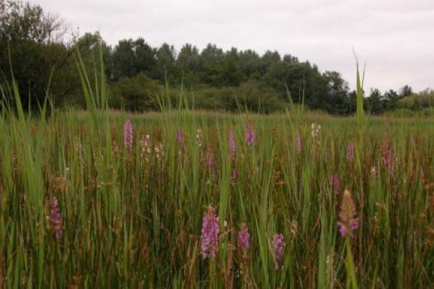 Torfbroek - Orchideeen