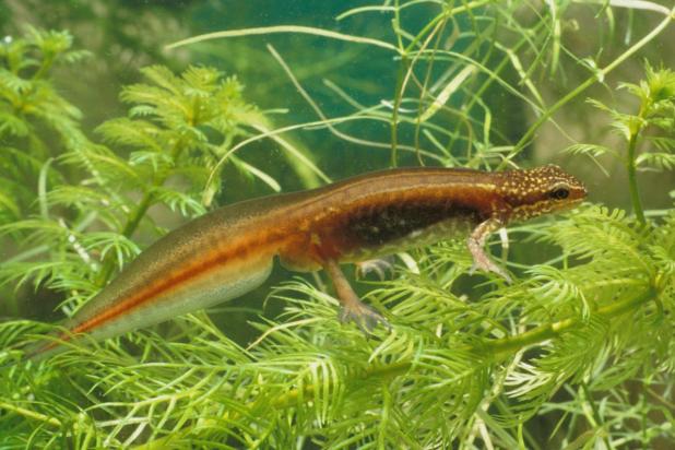 Vinpootsalamander