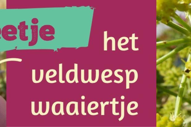 Natuurweetje - veldwespwaaiertje