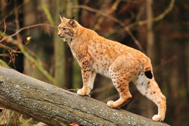 Euraziatische lynx