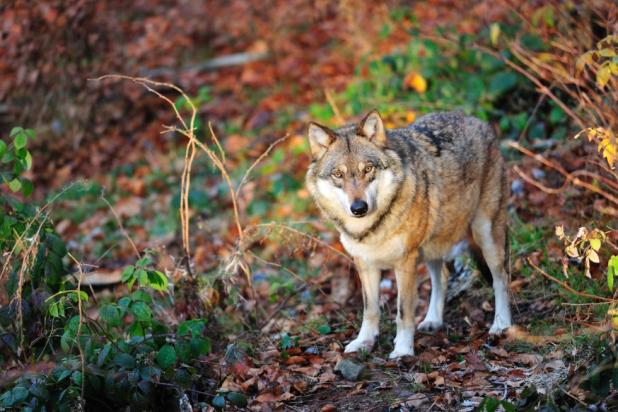 Wolf