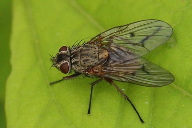 Vlieg (Phaonia spec.)