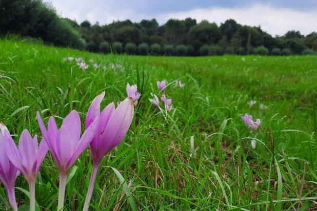 Herfsttijloos in bloei op De Maat