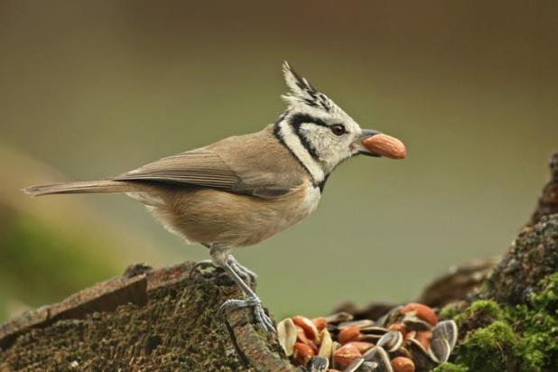 Vogels voederen