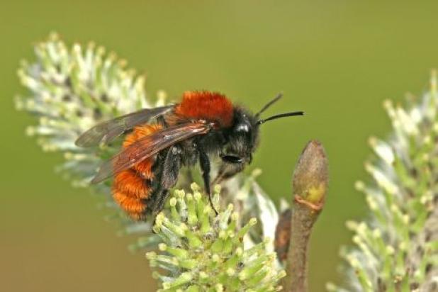 Het Vosje (Andrena fulva)