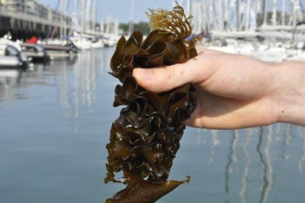 Wakame